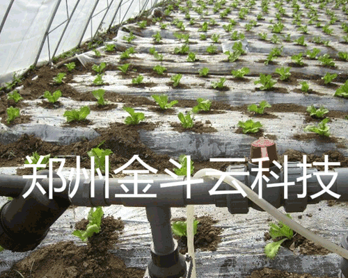 山東壽光大棚青菜好色TV在线观看工程